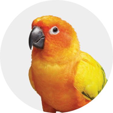 Conure